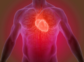 Heart 