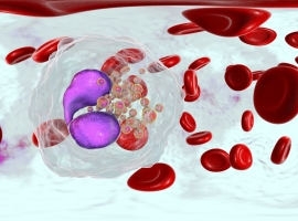 cells