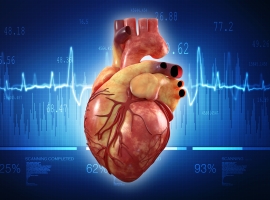 Heart